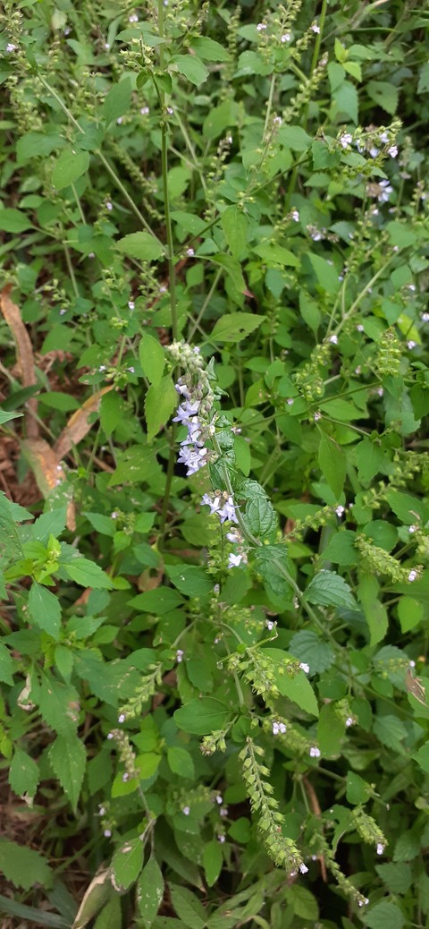 231-214(20-19)牛斬山1001_132517