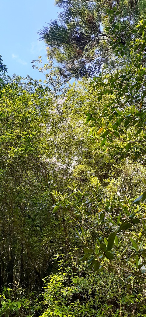 259-240(48-45)宮之浦岳新高塚小屋430_074721