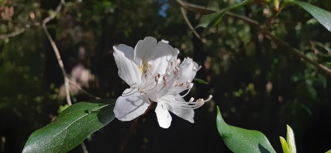 259-240(48-45)宮之浦岳新高塚小屋430_074750