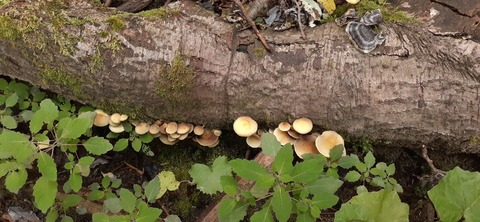 271-251(8-7) 上高地穂高岳813_144426