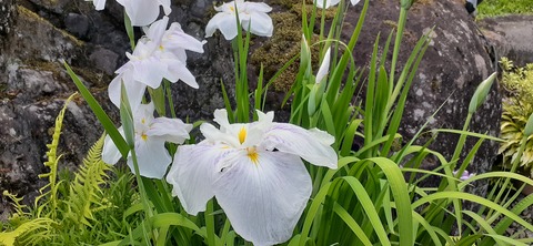 215-199(4-4)YUNOMORI CAMP SITE617_175033