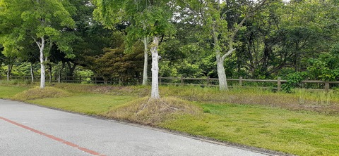 212-196(1-1)竜王山公園AC520_101055
