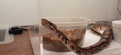 205-189(47-46)爬虫類BAR421_225602