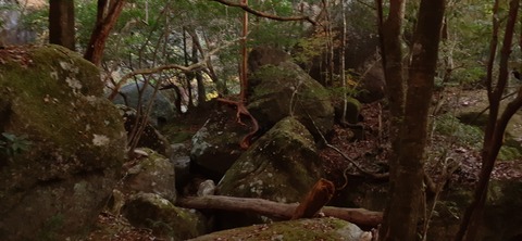 236-219(25-24)大崩山1104_070129