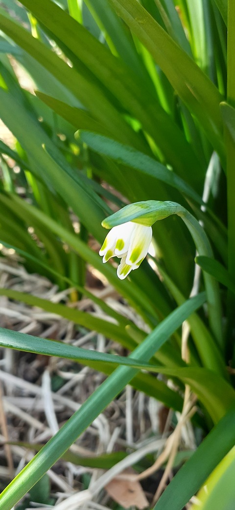 253-234(42-39)障子ヶ岳山頂キャンプ316_145450