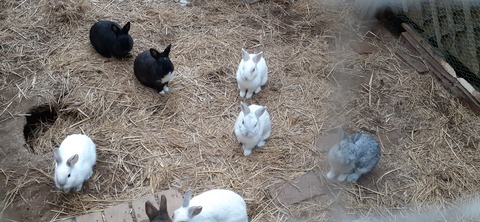 177-162(19-19)HGP南阿蘇OSCAMP1009_155033