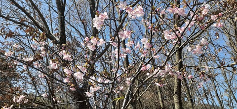 251-232(40-37)大坂山障子ヶ岳218_132308