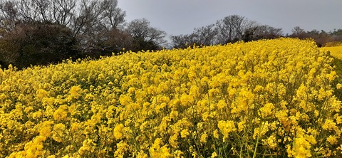 254-235(43-40)長崎鼻リゾート②330_120910