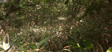 268-248(5-4)万年山616_082656