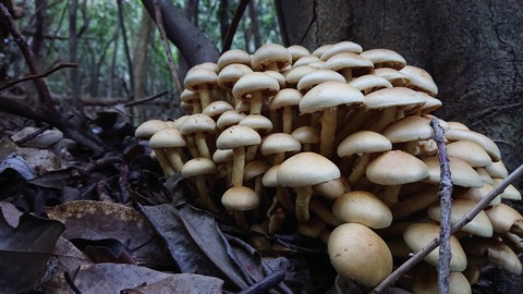 120-105(19-19)小文字山テン泊566S