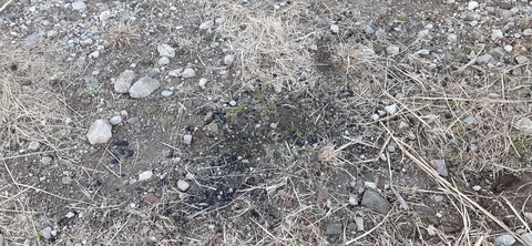 251-232(40-37)伽藍岳ゲリラキャン302_175546