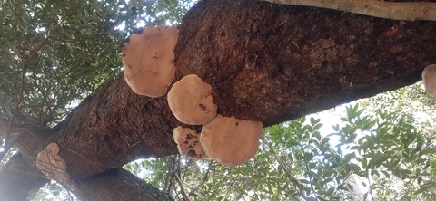 245-227(34-32)奥霧島御池107_131213