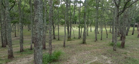 172-157(14-14)くじゅう自然動物園904_062339