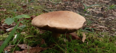 172-157(14-14)くじゅう自然動物園903_170800