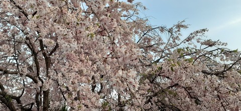 150-1345(49-49)吉井百年公園10_060140