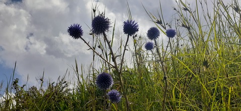 228-211(17-16)泉水キャンプ村909_120559