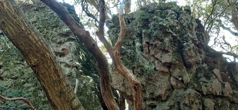 251-232(40-37)伽藍岳ゲリラキャン303_091719