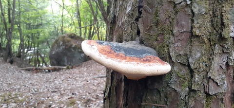 156-141(55-55)鹿川キャンプ場505_153408