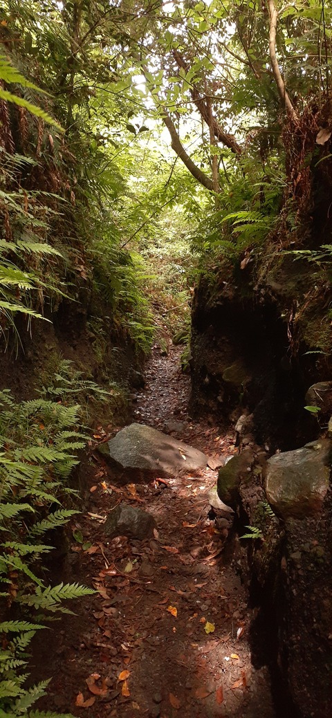 257-238(46-43)開聞岳428_113819