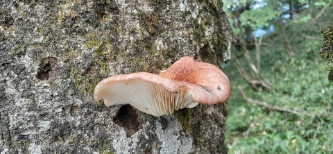 168-153(10-10)英彦山登山731_142303