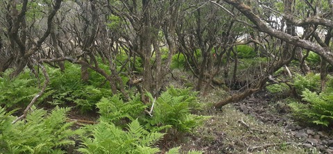 266-247(3-3)天空の杜602_091746