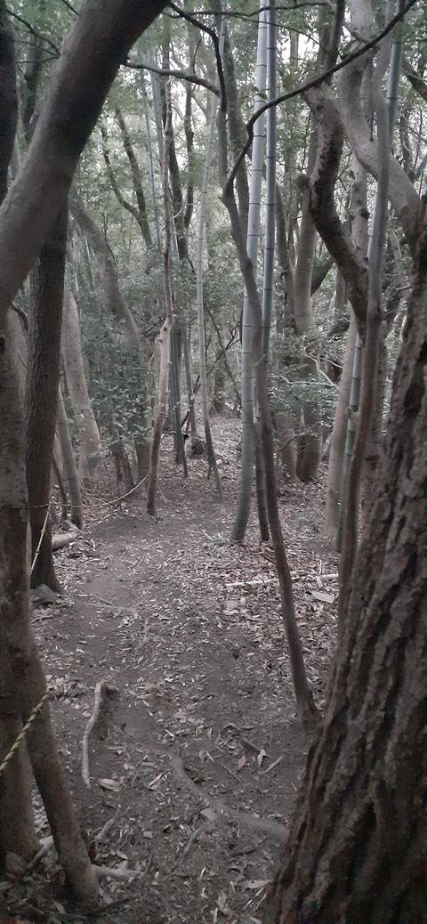 251-232(40-37)大坂山障子ヶ岳218_070649