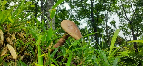 163-148(5-5)いもんころ625_120750