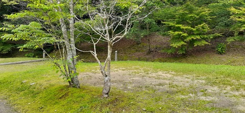 216-200(5-5)山鳥の森623_132258