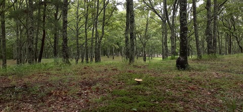 172-157(14-14)くじゅう自然動物園903_112701
