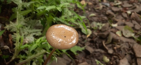 227-210(16-15)スノーピーク奥日田902_112858