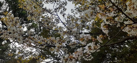 254-235(43-40)長崎鼻リゾート②330_153743