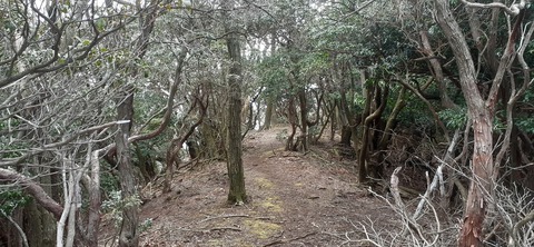 251-232(40-37)伽藍岳ゲリラキャン303_081620