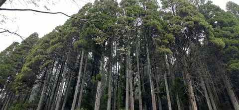 152-137(51-51)阿蘇夢蛍キャンプ場429_151755