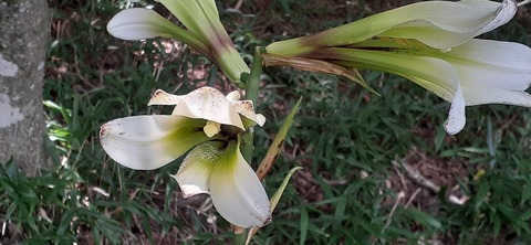 270-250(7-6)法華院温泉728_120406