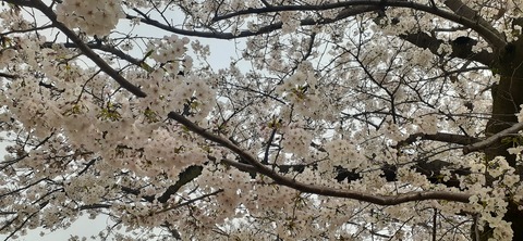 255-236(44-41)平尾台前405_081605