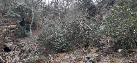 251-232(40-37)伽藍岳ゲリラキャン303_113414