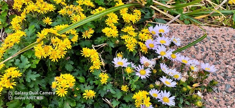 131-116(30-30)大島津和瀬キャンプ場35638