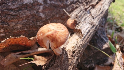 42-34家族旅行村安心院85S