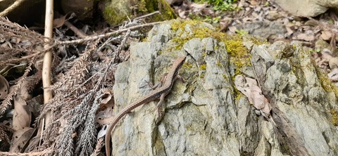 202-186(44-43)八木山渓流公園325_135154