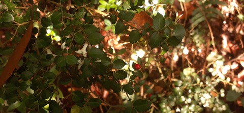 257-238(46-43)開聞岳428_075012