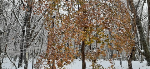 238-221(27-26)法華院温泉山荘1118_102502