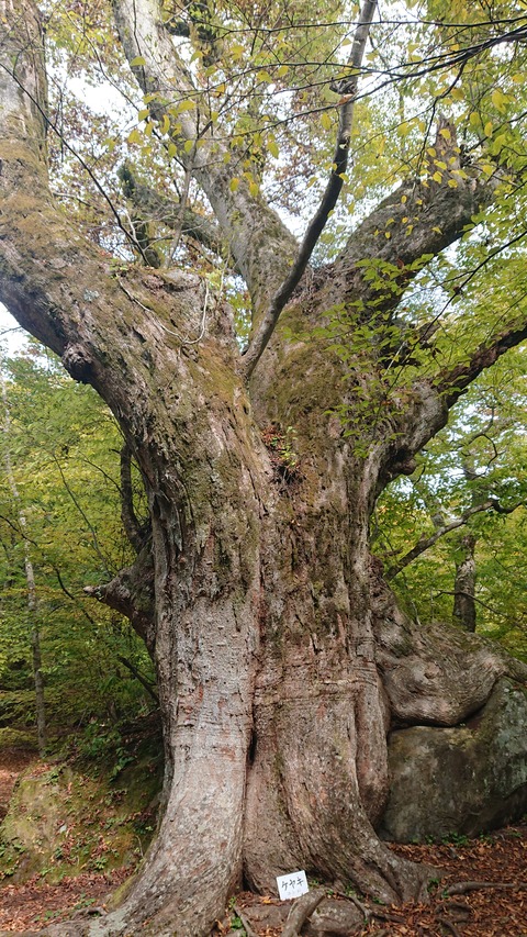 123-108(22-22)カナディアンビレッジ950