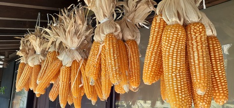 194-178(36-35)ゴンドーシャロレー⑨212_111654