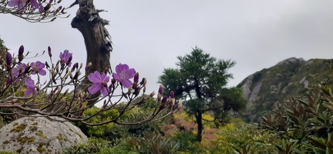 260-241(49-46)宮之浦岳淀川小屋501_154812