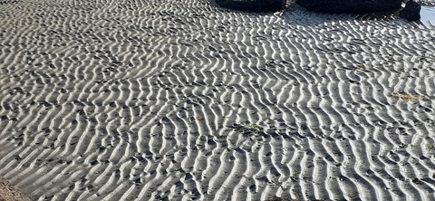 198-182(40-39)キワラビーチ225_162935