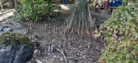 234-217(23-22)広川原キャンプ場1028_130950