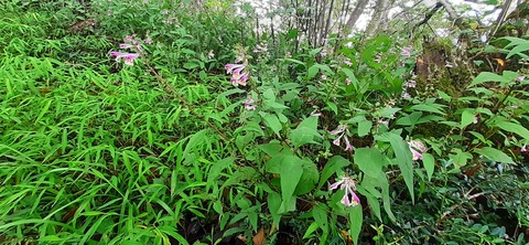 227-210(16-15)スノーピーク奥日田902_113330