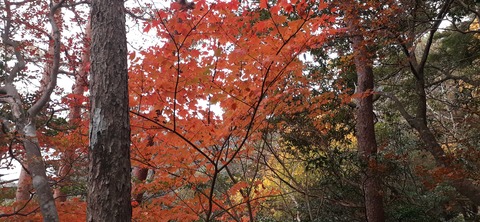 236-219(25-24)大崩山1104_155046