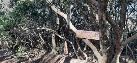 251-232(40-37)伽藍岳ゲリラキャン303_090200