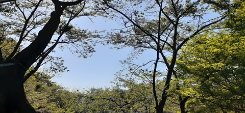 255-236(44-41)味見桜公園413_151230